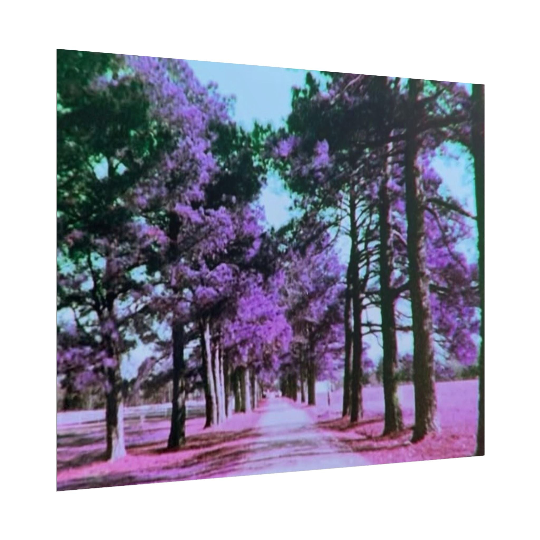 Rolled Posters
